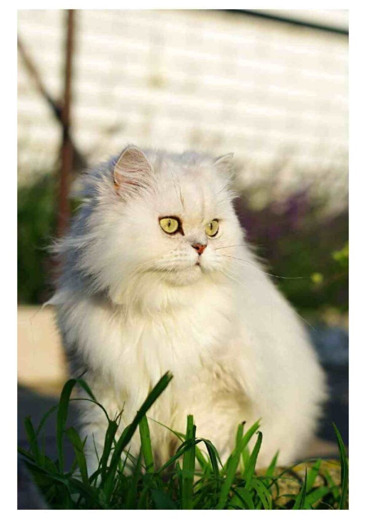 The Bond Between Persian Cats and Humans