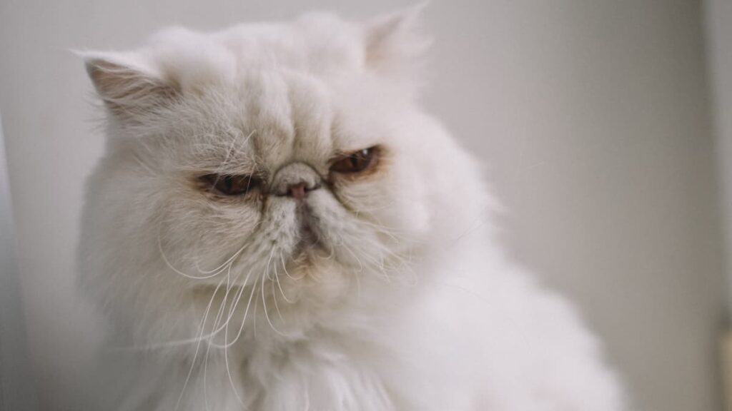 The Challenges of Owning a Persian Cat