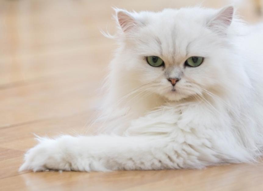 The Challenges of Owning a Persian Cat