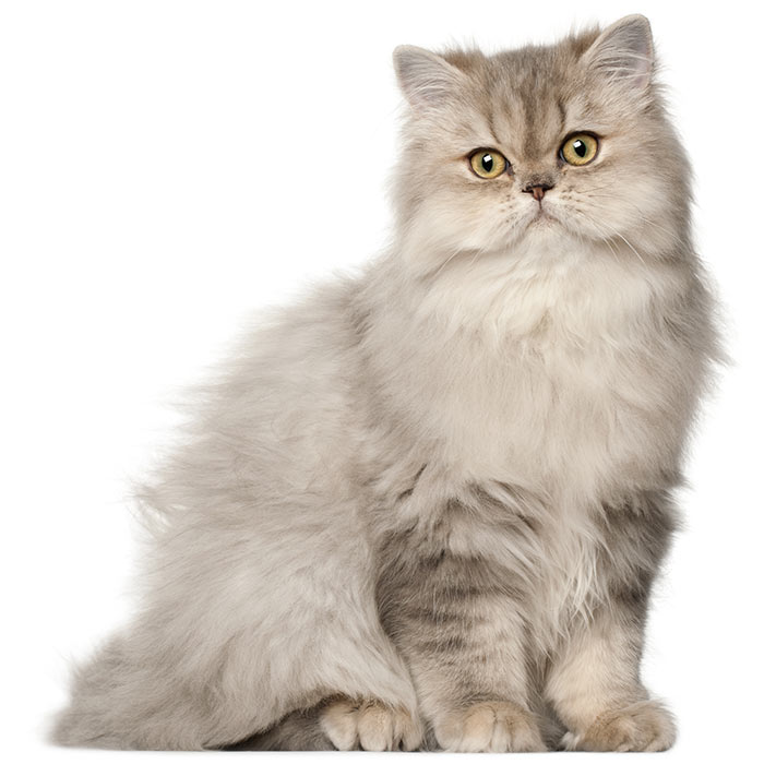 The Characteristics of Persian Cats