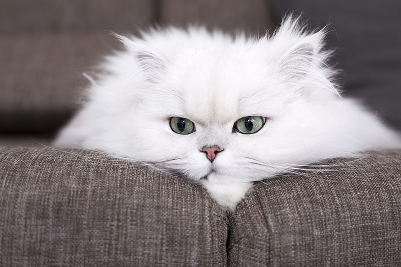 The Characteristics of Persian Cats