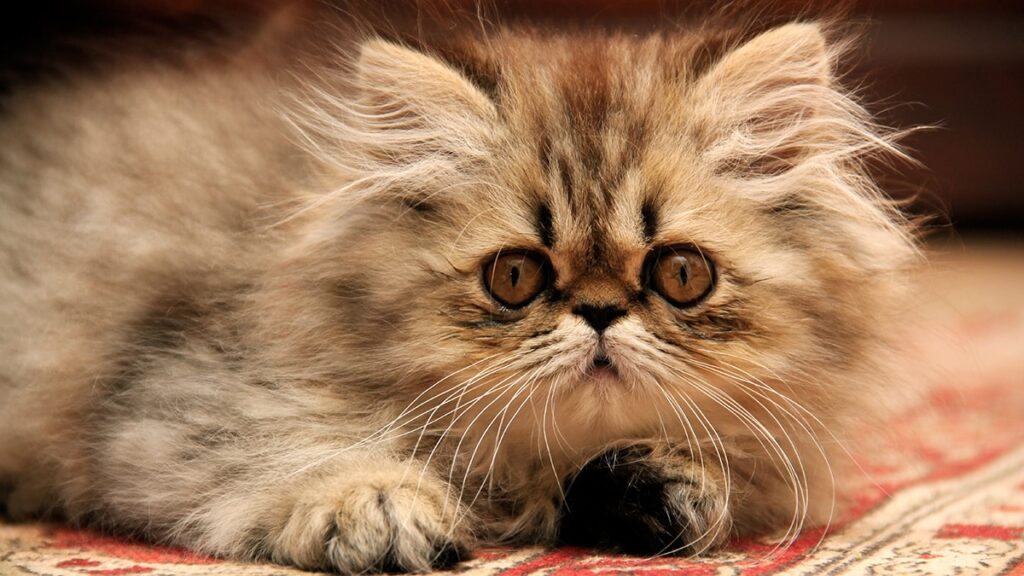 The Different Colors and Patterns of Persian Cats