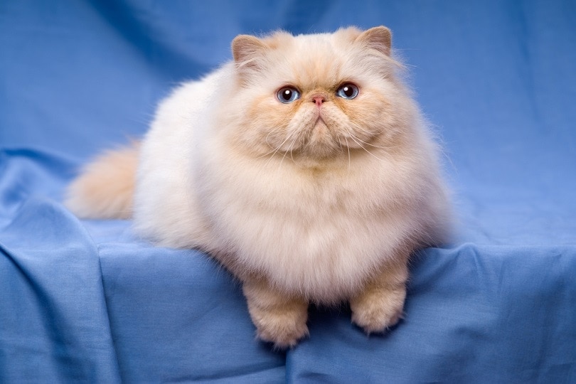 The Different Colors and Patterns of Persian Cats