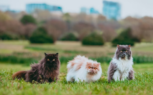 The Different Colors and Patterns of Persian Cats