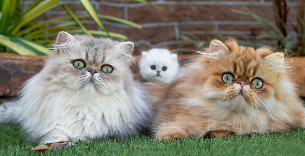 The Different Types of Persian Cat Breeds