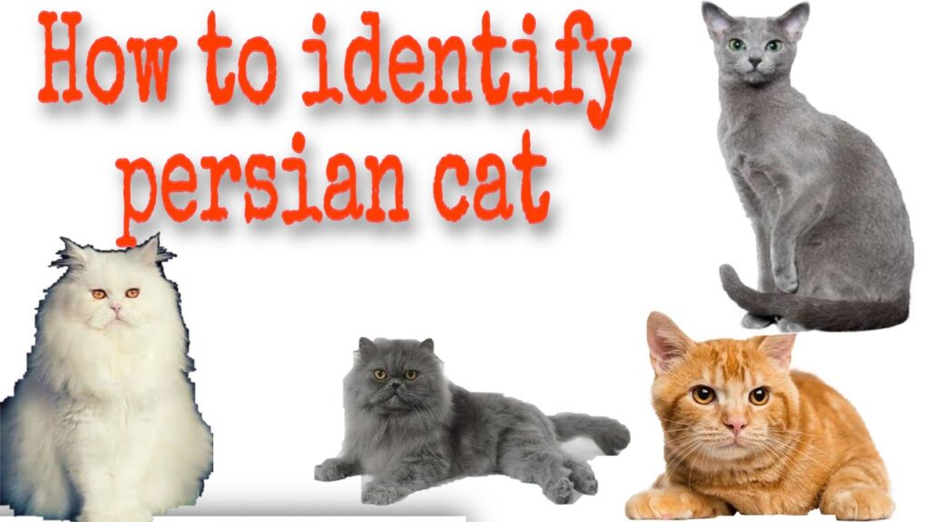 The Different Types of Persian Cat Breeds