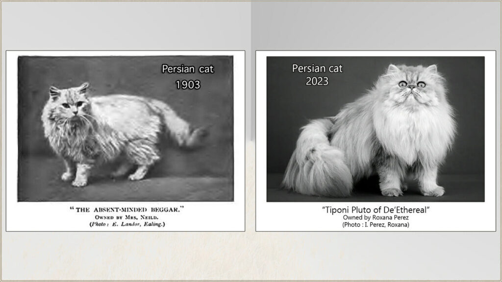 The History of Persian Cats