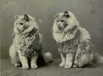 The History of Persian Cats