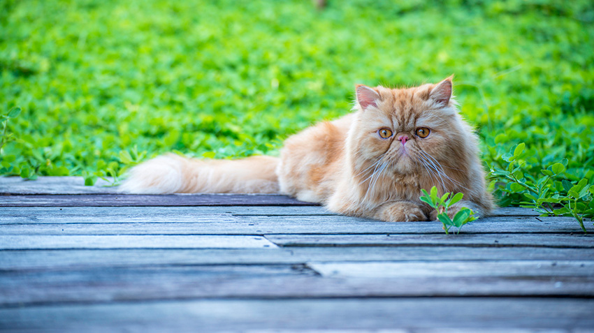 The Ideal Living Environment for Persian Cats