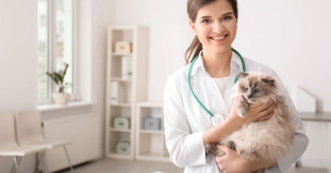 The Importance of Regular Veterinary Check-Ups for Persian Cats