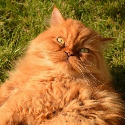 The Role of Genetics in Persian Cat Breeding