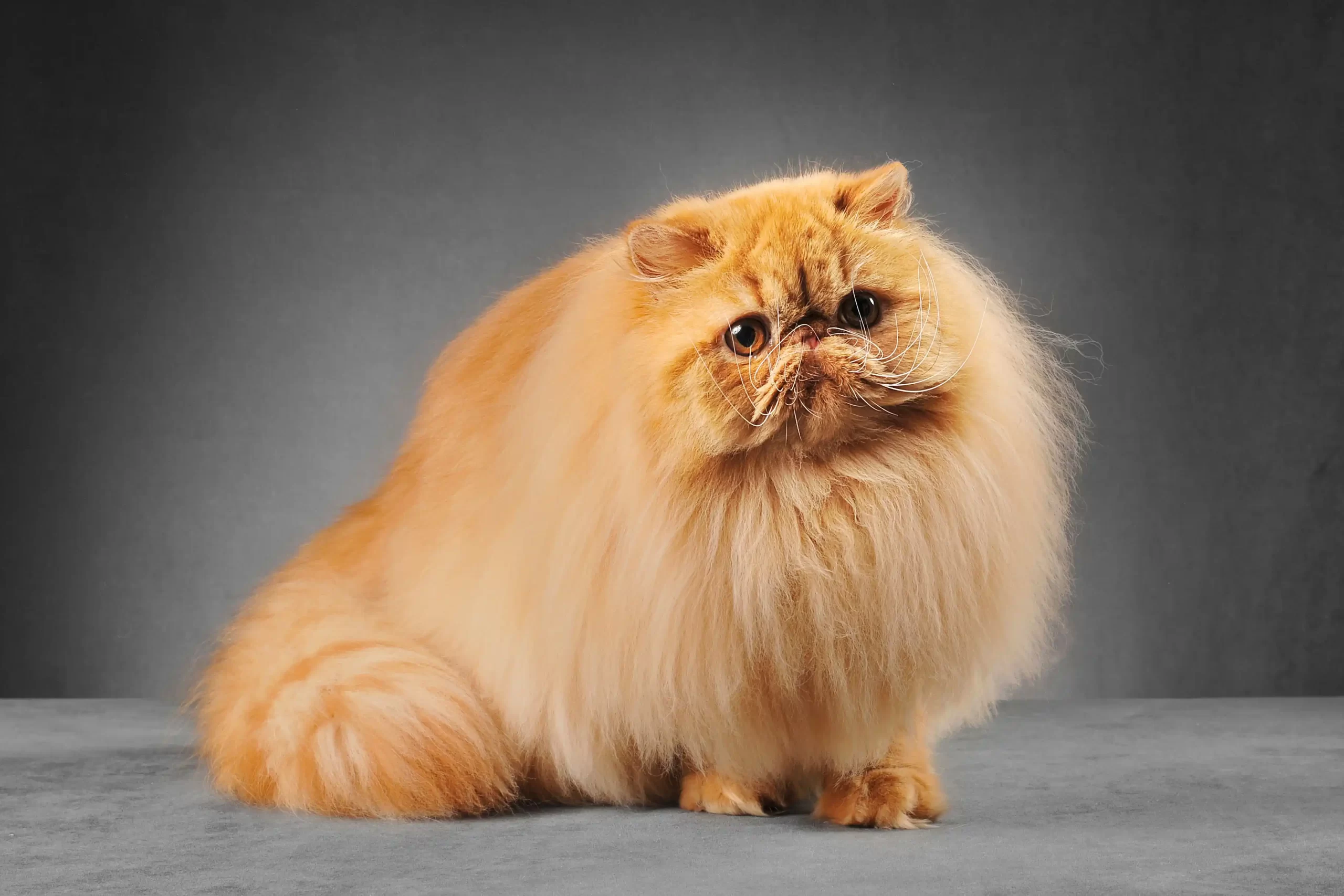 The Role of Genetics in Persian Cat Breeding