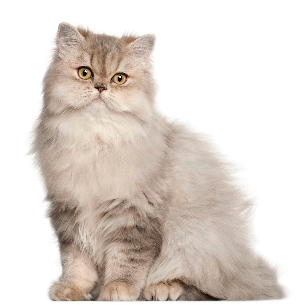 The Uniqueness of the Persian Cat’s Coat