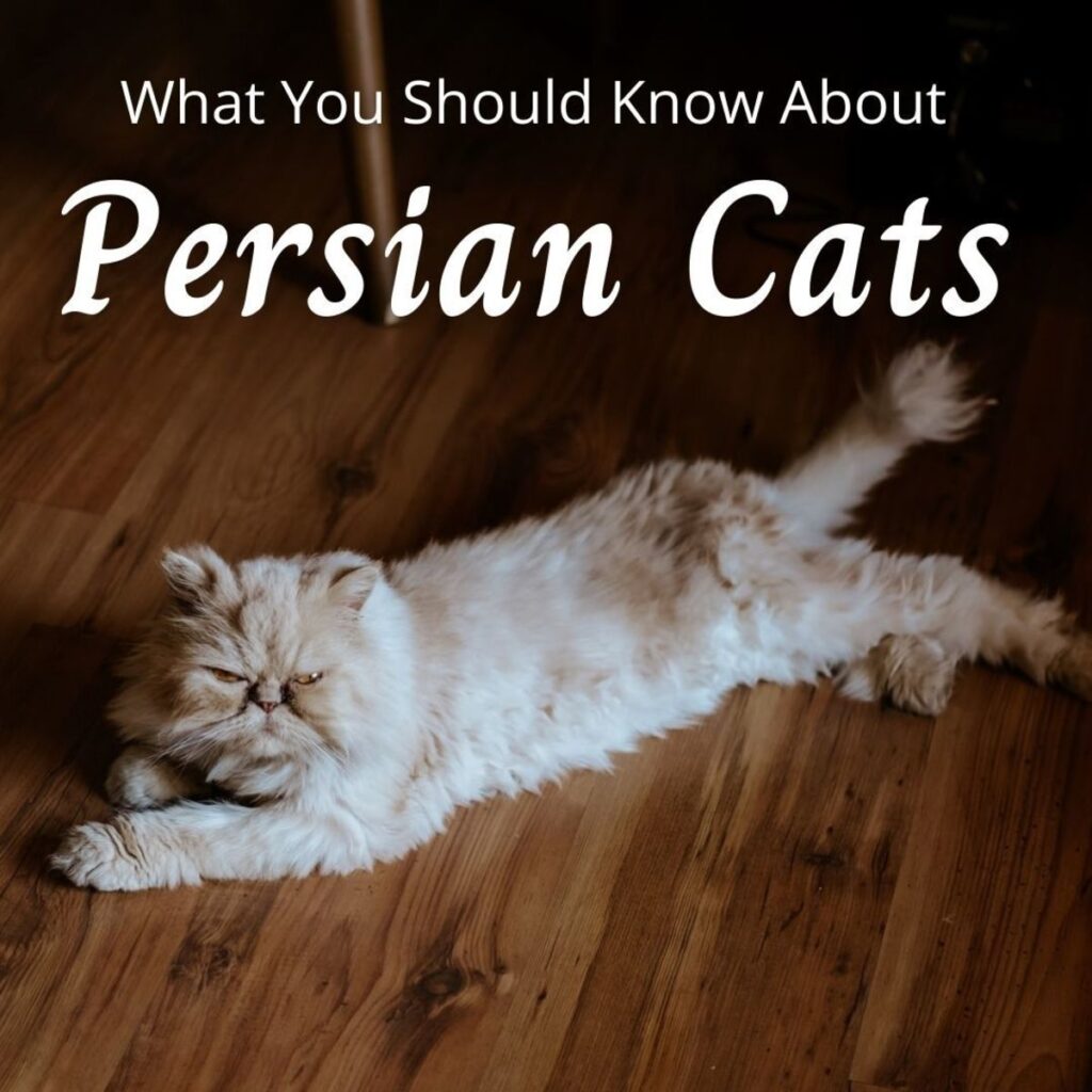 Tips for Choosing the Perfect Persian Cat