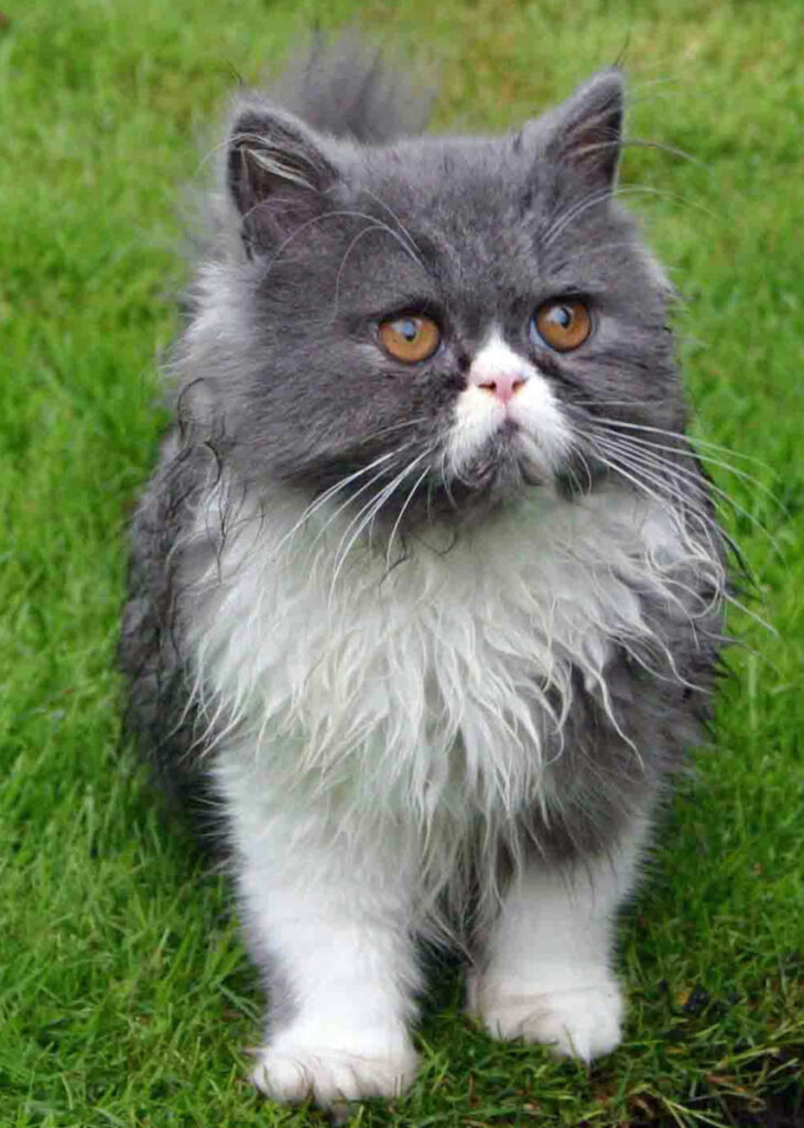 Tips for Choosing the Perfect Persian Cat