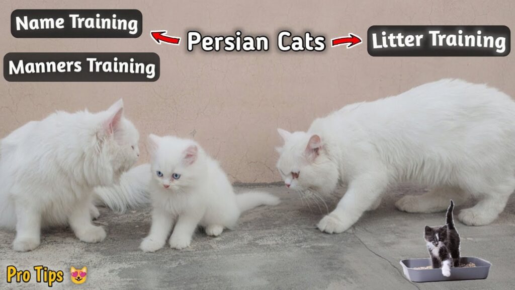 Training Techniques for Persian Cats