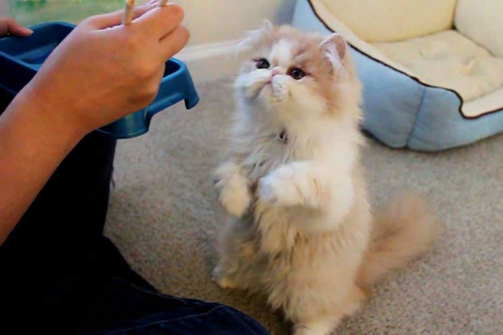 Training Your Persian Cat: Dos and Donts