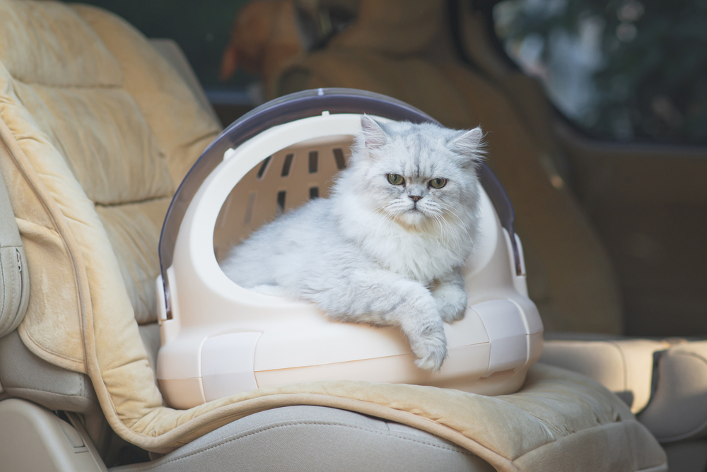 Traveling with Your Persian Cat: Tips and Tricks