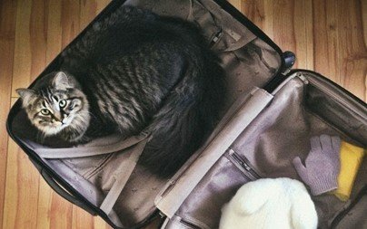 Traveling with Your Persian Cat: Tips and Tricks