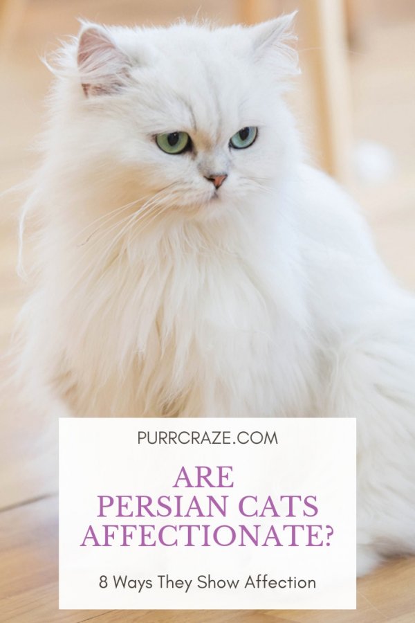 Understanding Persian Cat Body Language