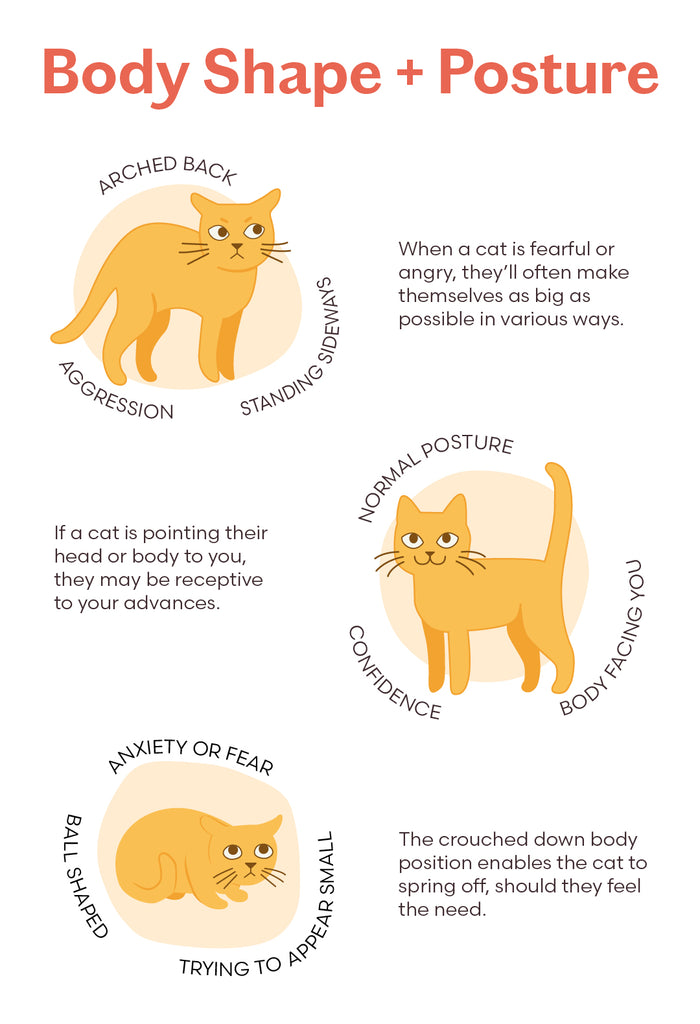 Understanding Persian Cat Body Language