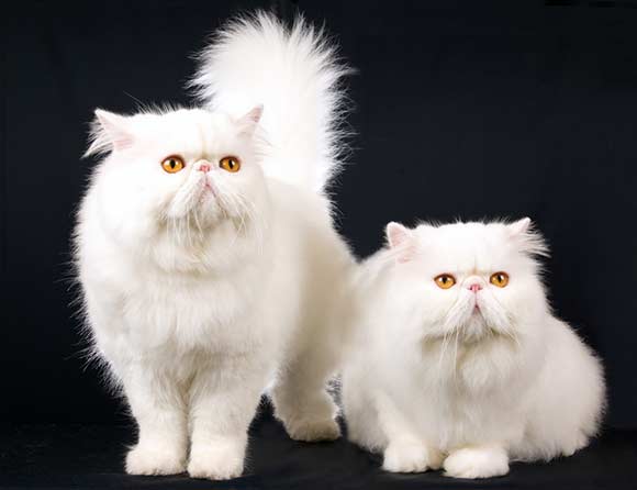 Understanding the Behavior of Persian Cats