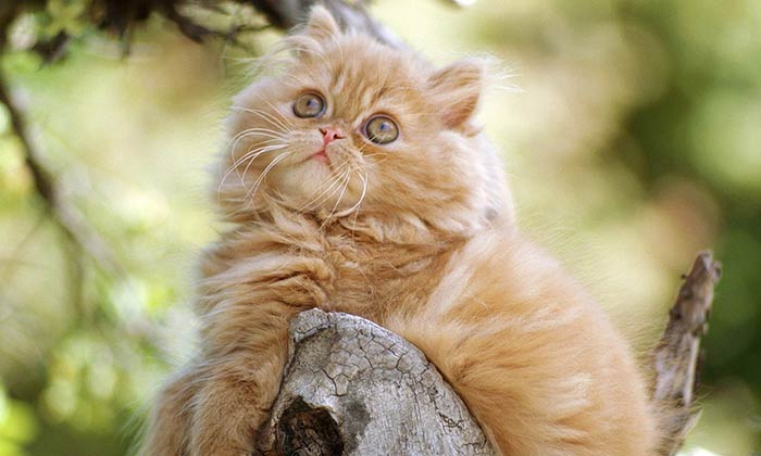 Understanding the Behavior of Persian Cats