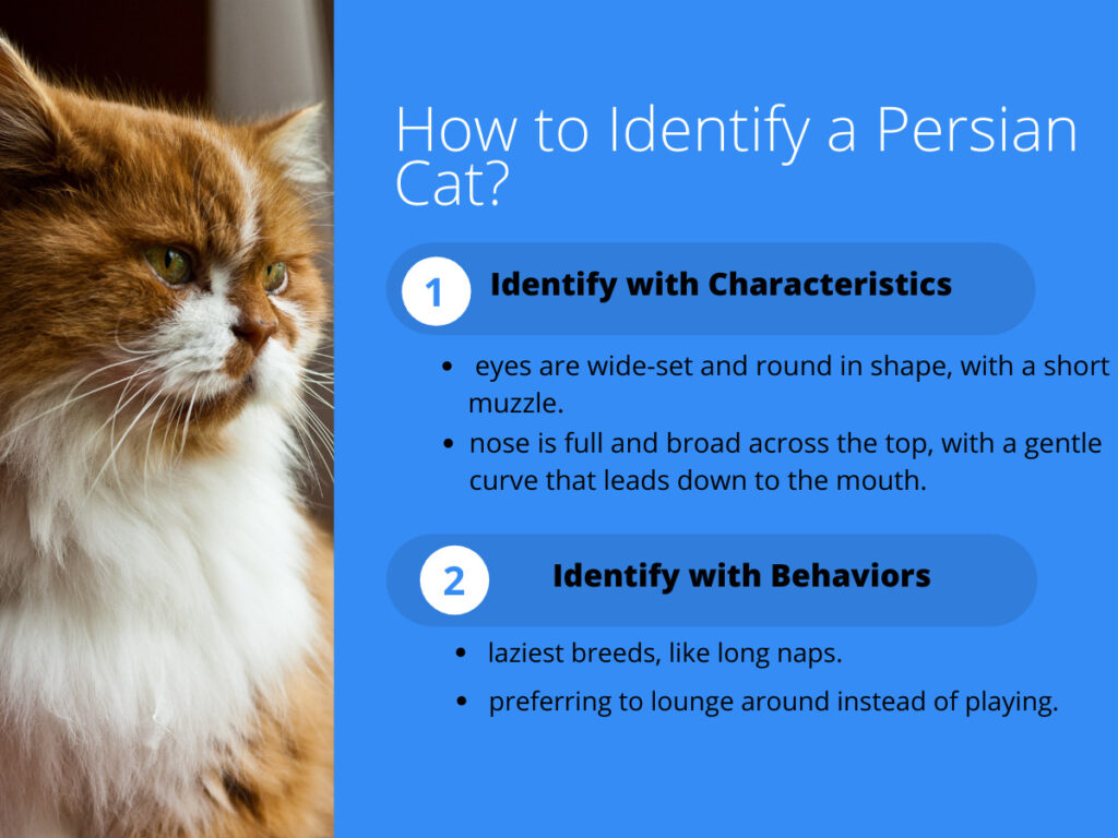 Understanding the Personality Traits of Persian Cats