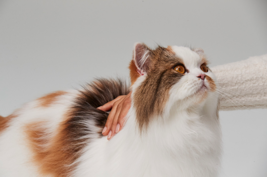 Building a Bond with Your Persian Cat