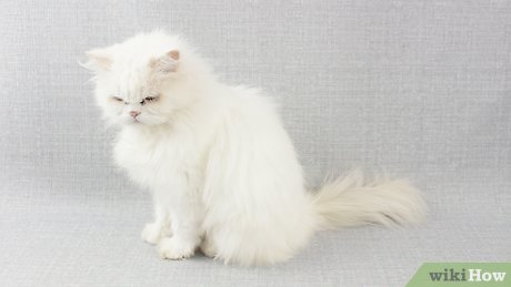 Building a Bond with Your Persian Cat