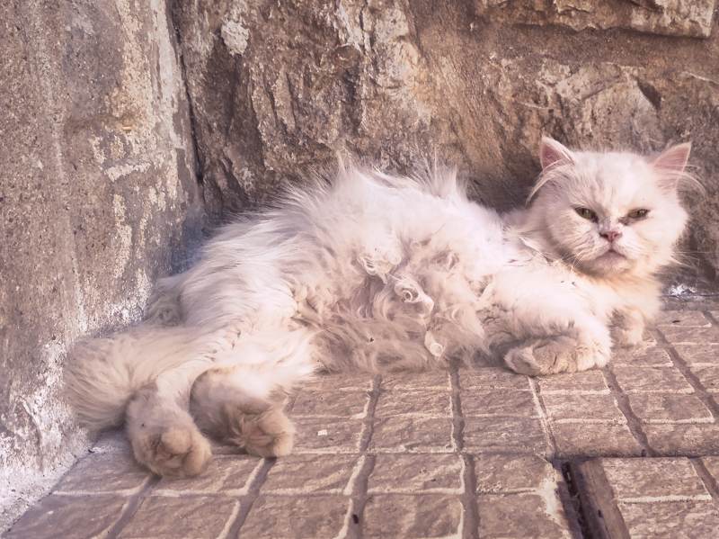 Caring for a Pregnant Persian Cat