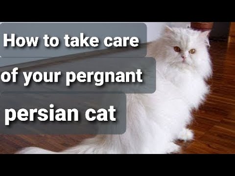 Caring for a Pregnant Persian Cat