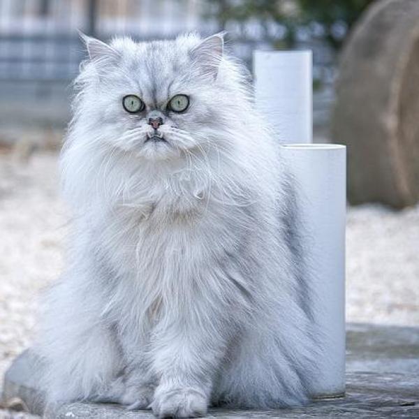 Daily Routine and Schedule for a Happy Persian Cat