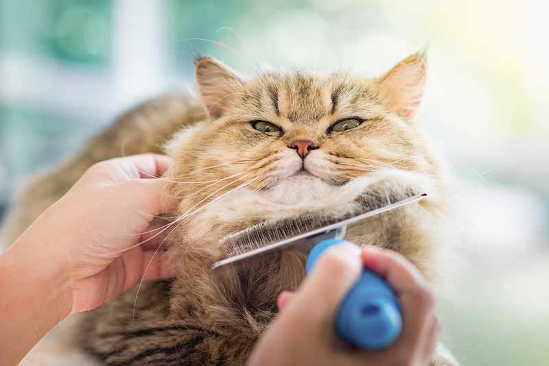 Dealing with Allergies and Sensitivities to Persian Cats