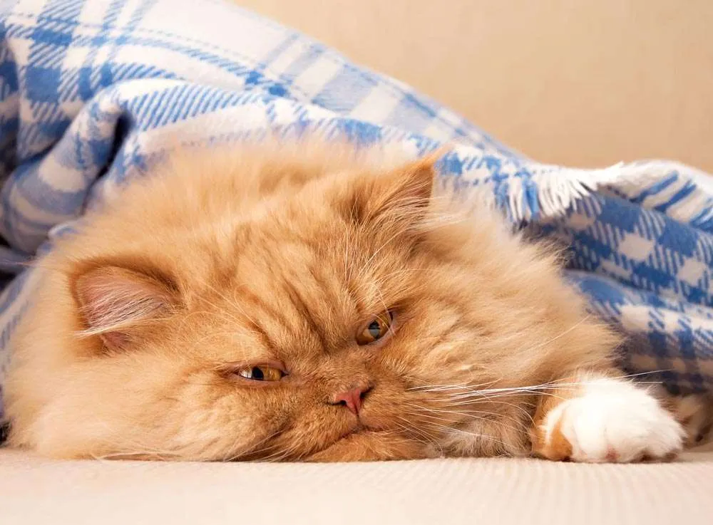 Dealing with Allergies and Sensitivities to Persian Cats