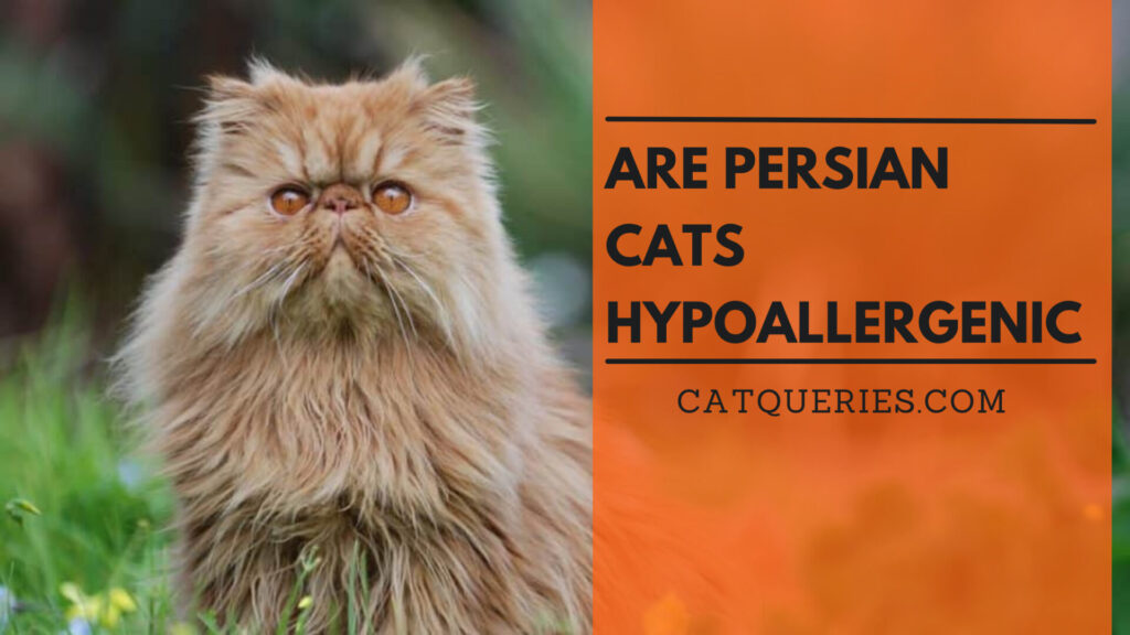 Dealing with Allergies and Sensitivities to Persian Cats