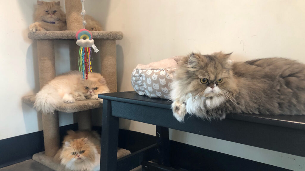 Exploring Persian Cat Rescues and Shelters