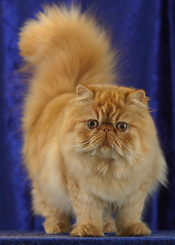 Exploring the Playful Side of Persian Cats