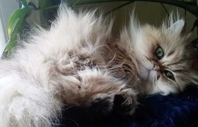 Exploring the Playful Side of Persian Cats