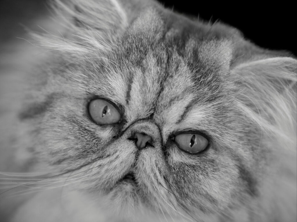 How to Keep Your Persian Cats Eyes Healthy