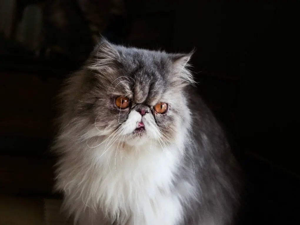 How to Keep Your Persian Cat’s Eyes Healthy