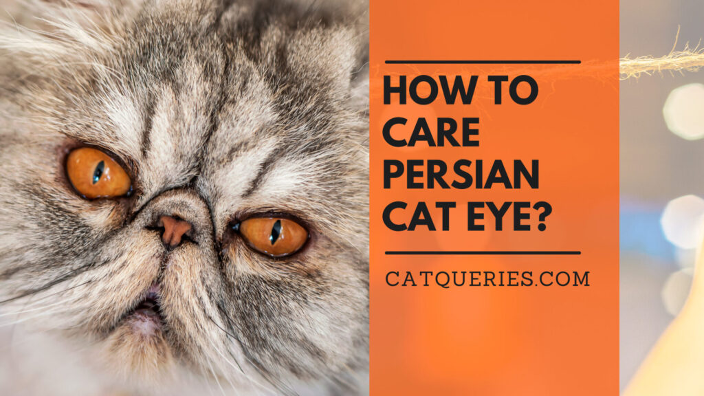 How to Keep Your Persian Cats Eyes Healthy