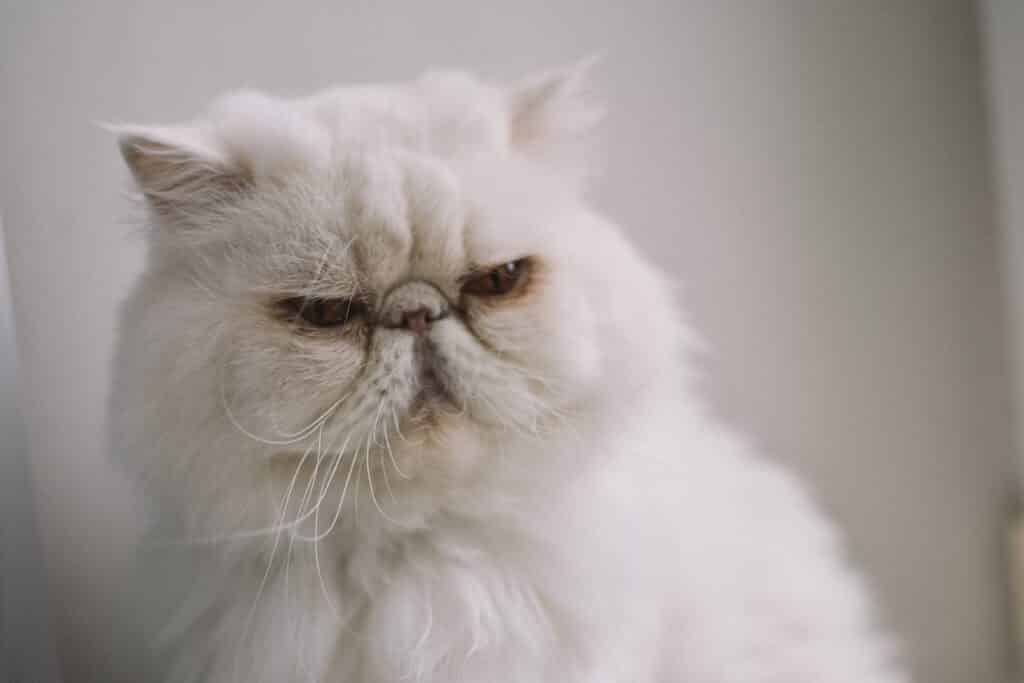 How to Keep Your Persian Cats Eyes Healthy