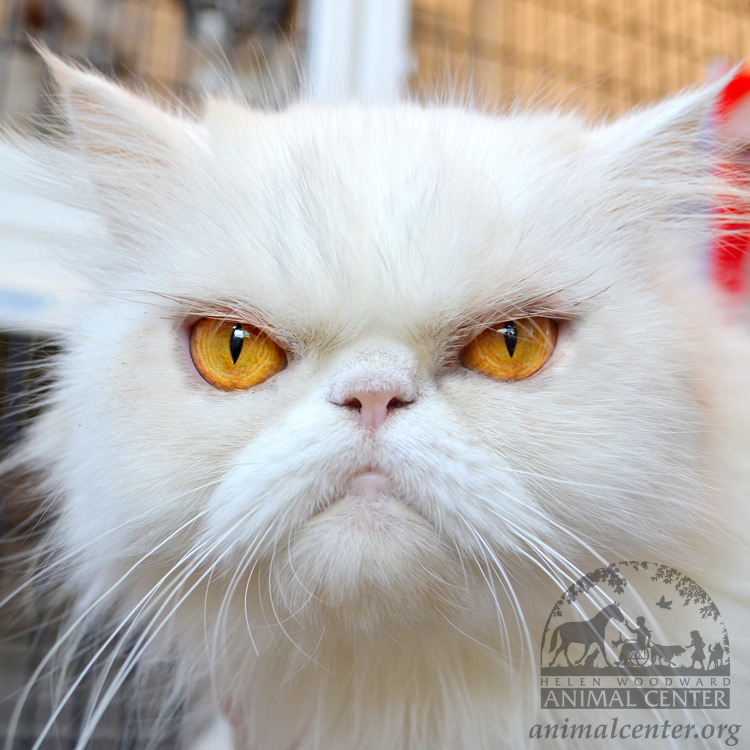 How to Prevent Hairballs in Persian Cats