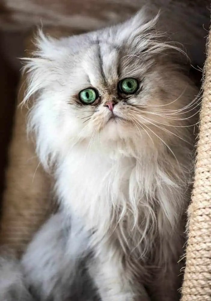 How to Prevent Hairballs in Persian Cats