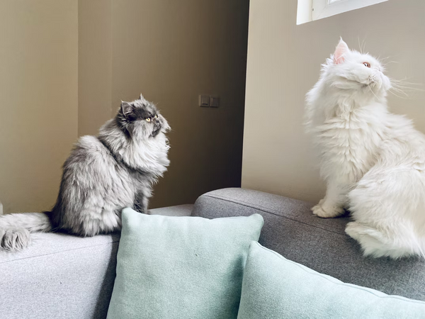 Indoor vs. Outdoor: Choosing the Right Environment for Your Persian Cat