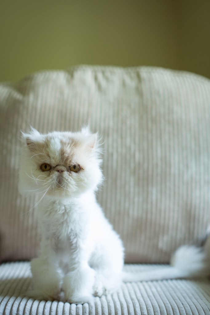 Persian Cat Adoption: Things to Consider