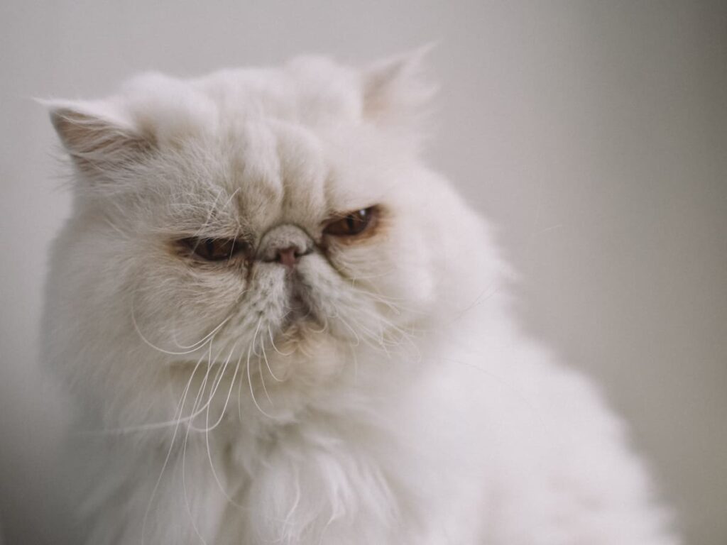 Persian Cat Adoption: Things to Consider