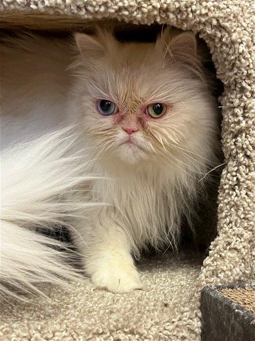 Persian Cat Adoption: Things to Consider