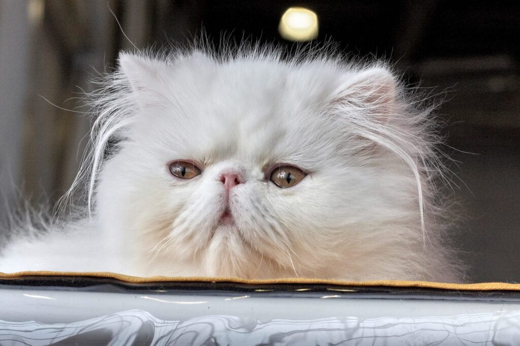 Persian Cat Breeding: Challenges and Rewards